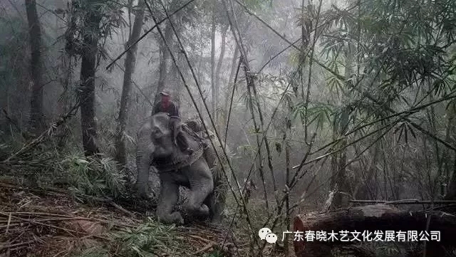 紅木木材是怎樣運(yùn)出老撾深山老林的？(圖3)