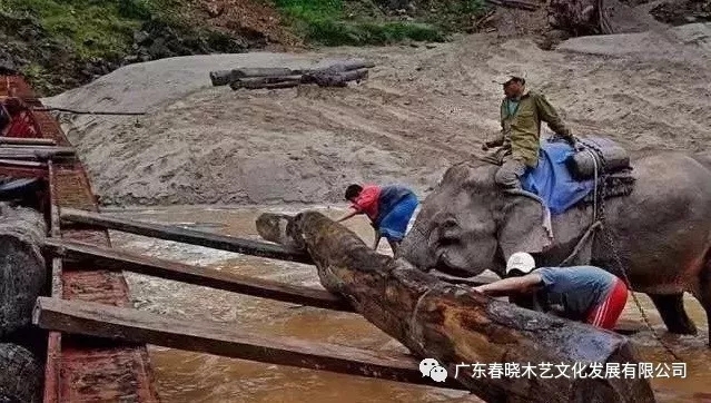 紅木木材是怎樣運(yùn)出老撾深山老林的？(圖4)