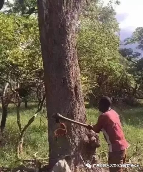從非洲到中國(guó)，紅木的旅程可謂荊棘漫布(圖1)