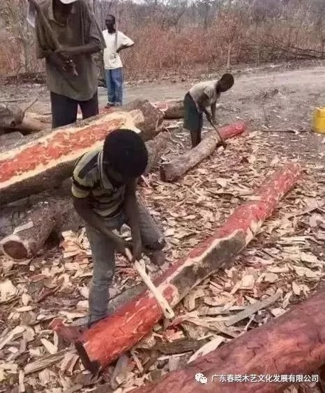 從非洲到中國(guó)，紅木的旅程可謂荊棘漫布(圖2)