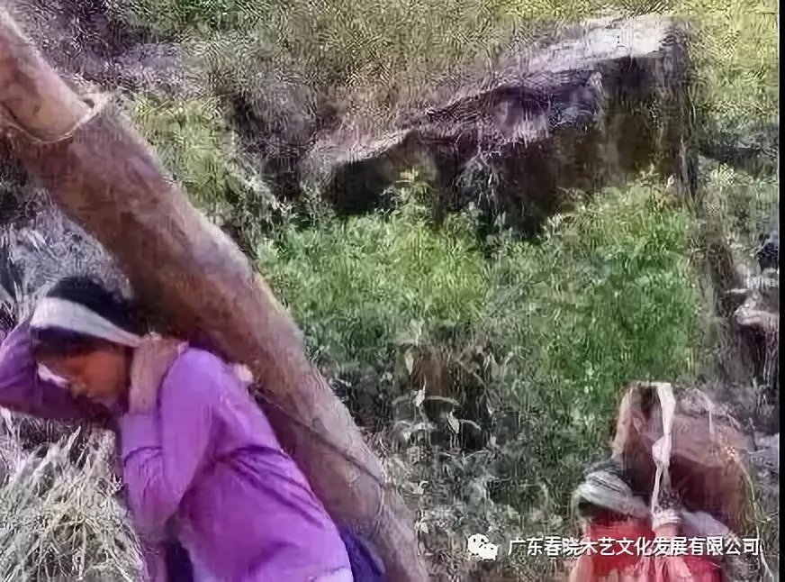 從非洲到中國(guó)，紅木的旅程可謂荊棘漫布(圖7)