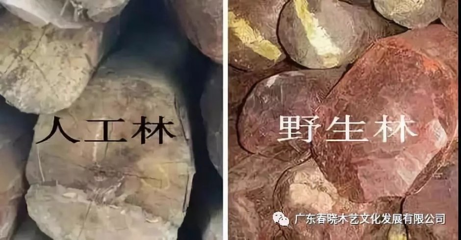 紅木人工林能代替野生林嗎？(圖3)